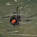 Large black widow spider is photographed on a web from the underside to display the red hourglass marking.
