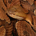 Copperhead Snake