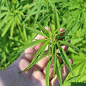Hand holding a cannabis plant.