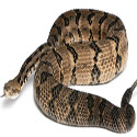 Black and brown patterned rattlesnake curled up against white background.