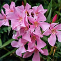 Oleander Plant