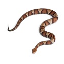 Copperhead snake