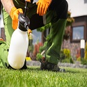 A person bending down on one knee to apply herbicides to their lawn